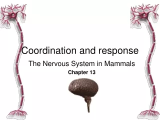 coordination and response the nervous system