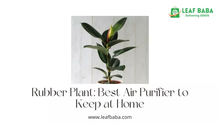 rubber plant best air purifier to keep at home