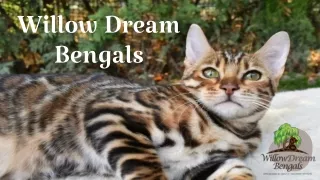 Healthy Female Bengal Cat For Sale - Willow Dream Bengal