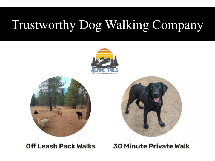 trustworthy dog walking company