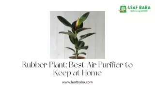 Rubber Plant: Best Air Purifier to Keep at Home