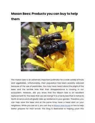 Mason Bees_ Products you can buy to help them