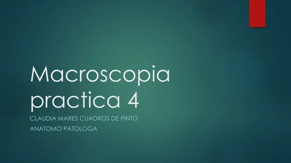 macroscopia practica 4