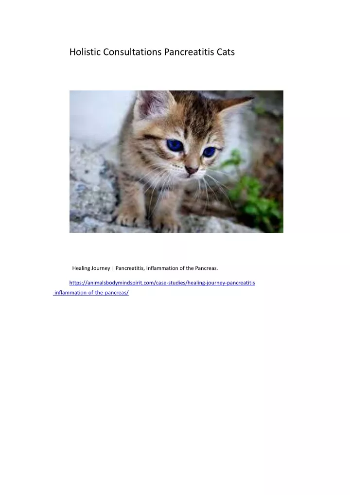 holistic consultations pancreatitis cats