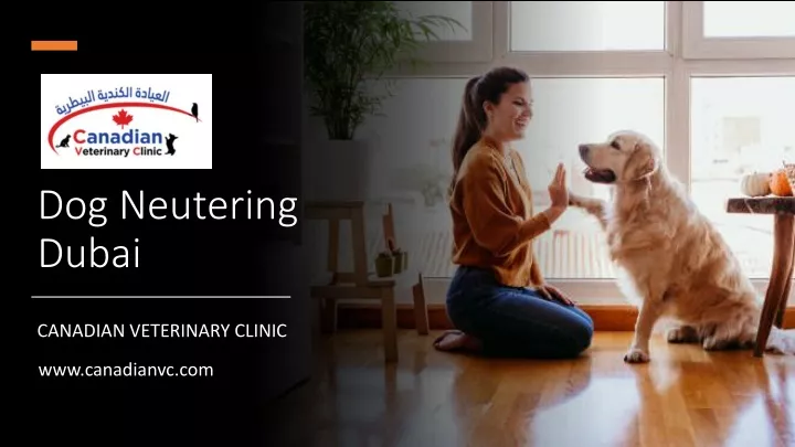 dog neutering dubai