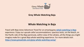 grey whale watching baja