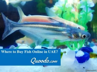 where to buy fish online in uae