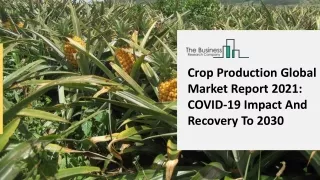 Crop Production Market Overview and Forecasts through 2031
