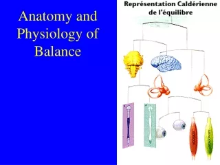 Anatomy and Physiology of Balance