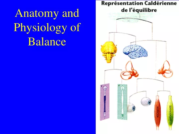 anatomy and physiology of balance