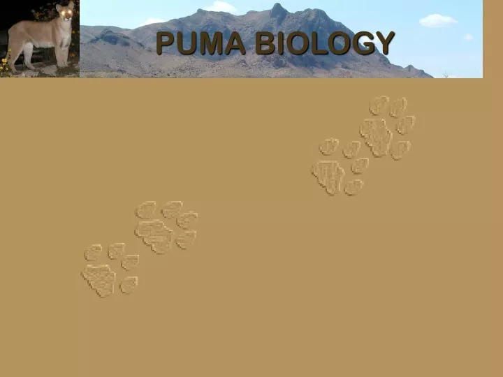 puma biology