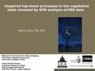 Impaired top-down processes in the vegetative state revealed by SPM analysis of EEG data