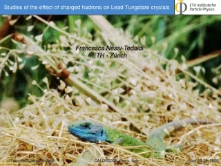 Studies of the effect of charged hadrons on Lead Tungstate crystals