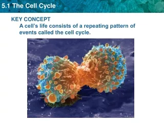 KEY CONCEPT  A cell’s life consists of a repeating pattern of events called the cell cycle.