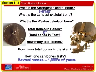 What is the Strongest skeletal bone?