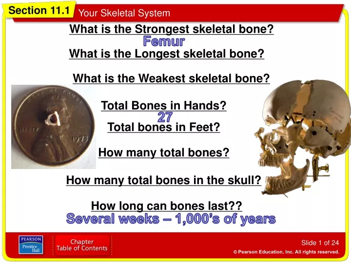 what is the strongest skeletal bone
