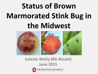 Status of Brown Marmorated Stink Bug in the Midwest