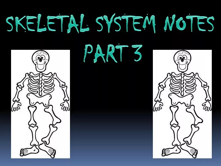skeletal system notes part 3