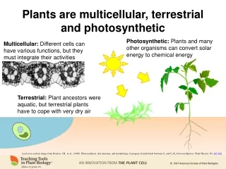 Plants are multicellular, terrestrial and photosynthetic