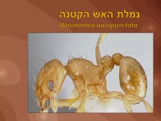 נמלת האש הקטנה Wasmannia auropunctata