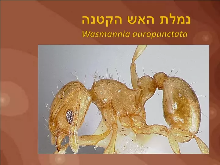 wasmannia auropunctata