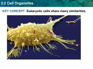 KEY CONCEPT   Eukaryotic cells share many similarities.