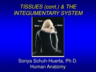 TISSUES (cont.) &amp; THE  INTEGUMENTARY SYSTEM Sonya  Schuh -Huerta, Ph.D. Human Anatomy