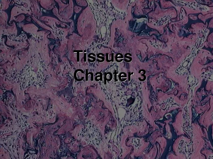 tissues chapter 3