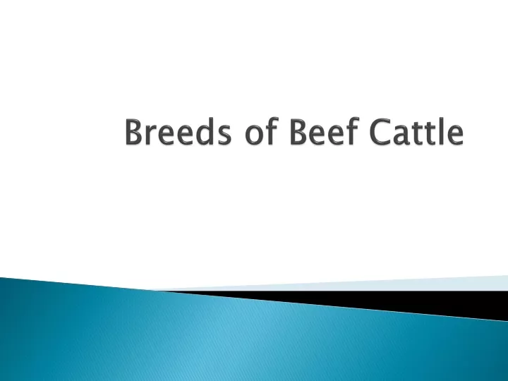 breeds of beef cattle