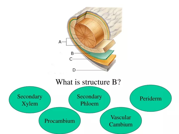 what is structure b