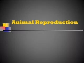 Animal Reproduction