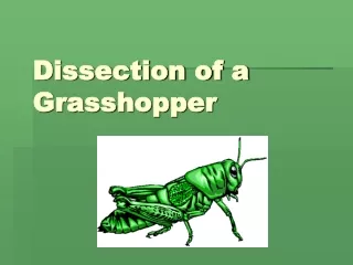 Dissection of a Grasshopper