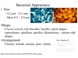 Bacterial Appearance