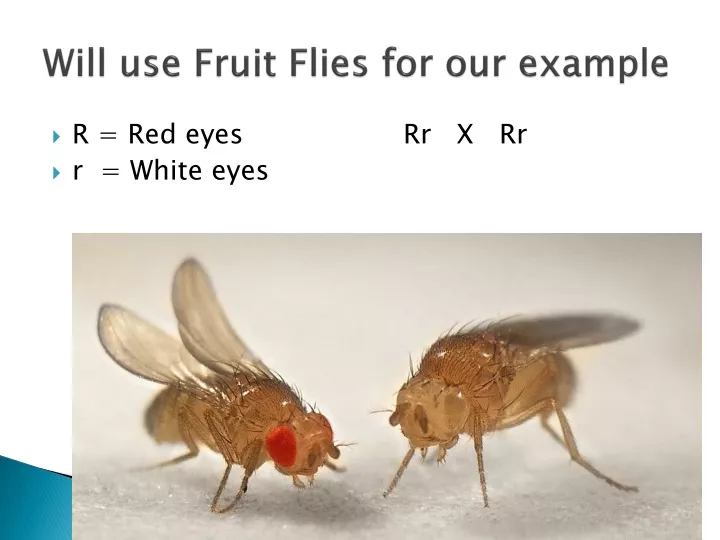 will use fruit flies for our example