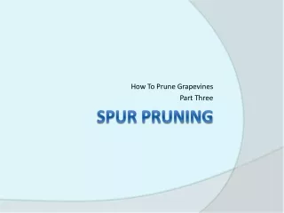 Spur Pruning