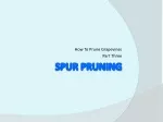 Guide to Grapevine Pruning: Understanding Spurs and Cordon Maintenance - slide 1