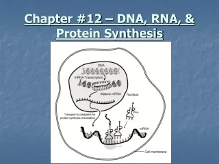 Chapter #12 – DNA, RNA, &amp; Protein Synthesis