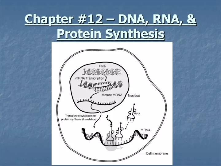 chapter 12 dna rna protein synthesis