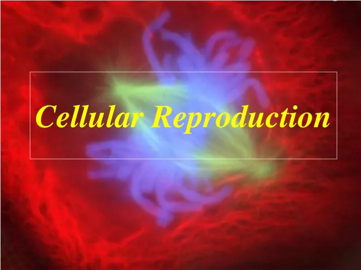 cellular reproduction