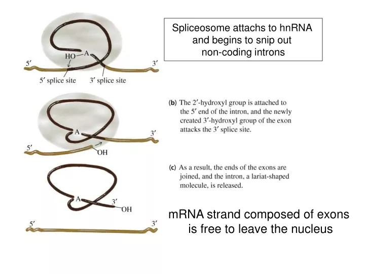 spliceosome attachs to hnrna and begins to snip