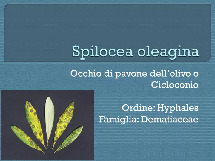 spilocea oleagina