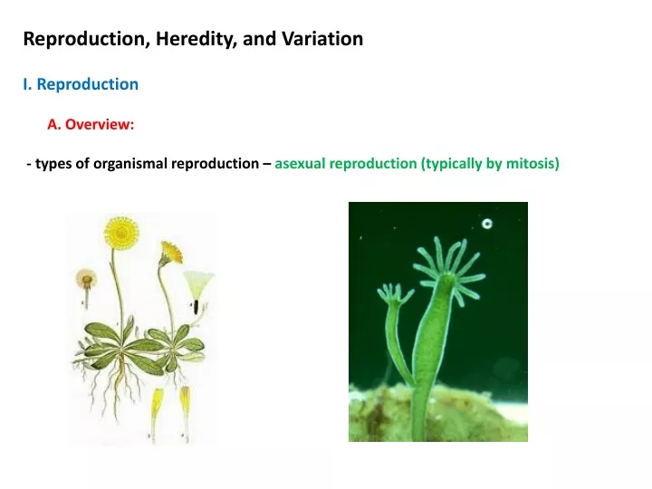 reproduction heredity and variation