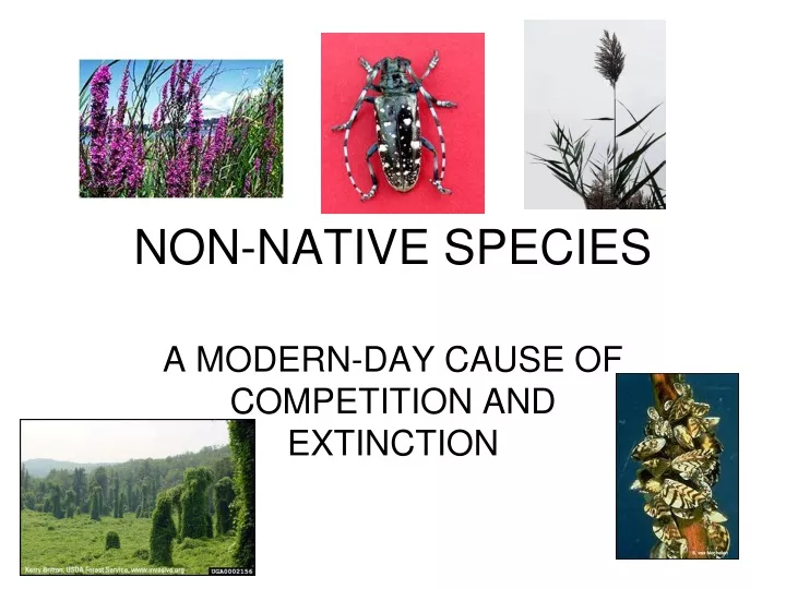 non native species
