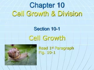 Chapter 10 Cell Growth &amp; Division Section 10-1