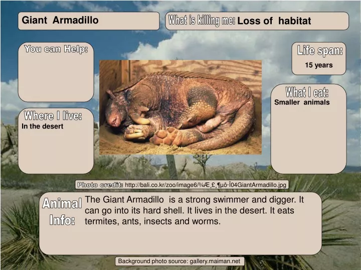giant armadillo
