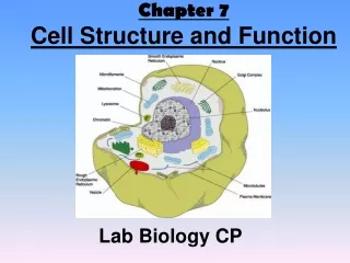 Chapter 7 Cell Structure and Function