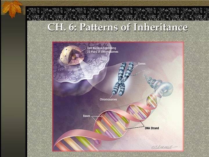 ch 6 patterns of inheritance
