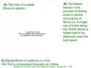 ( A ) Top view of a paper Miura-ori pattern