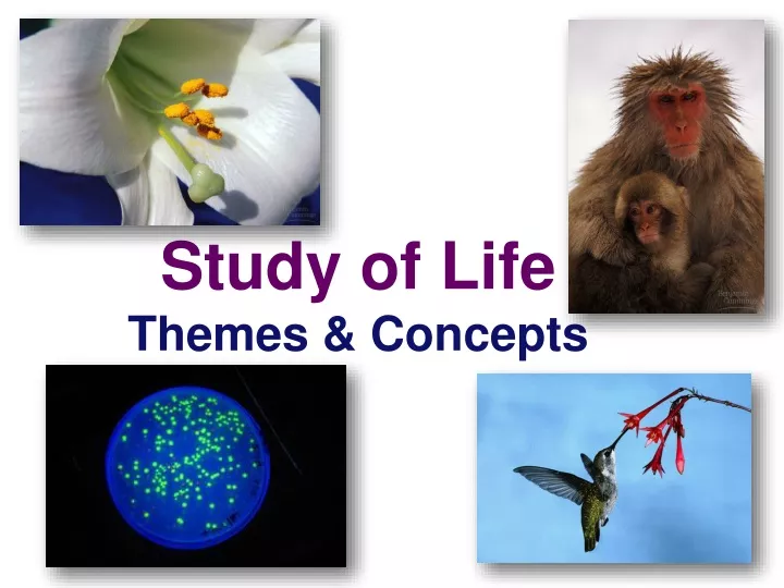 study of life themes concepts