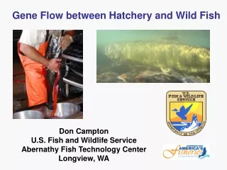 Gene Flow between Hatchery and Wild Fish